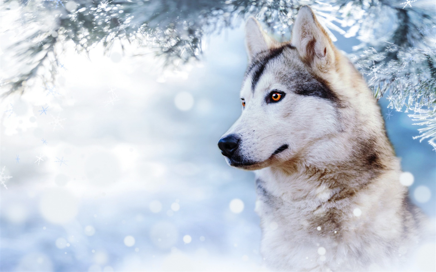 husky, beautiful dog, winter, snow, cute animals, dogs