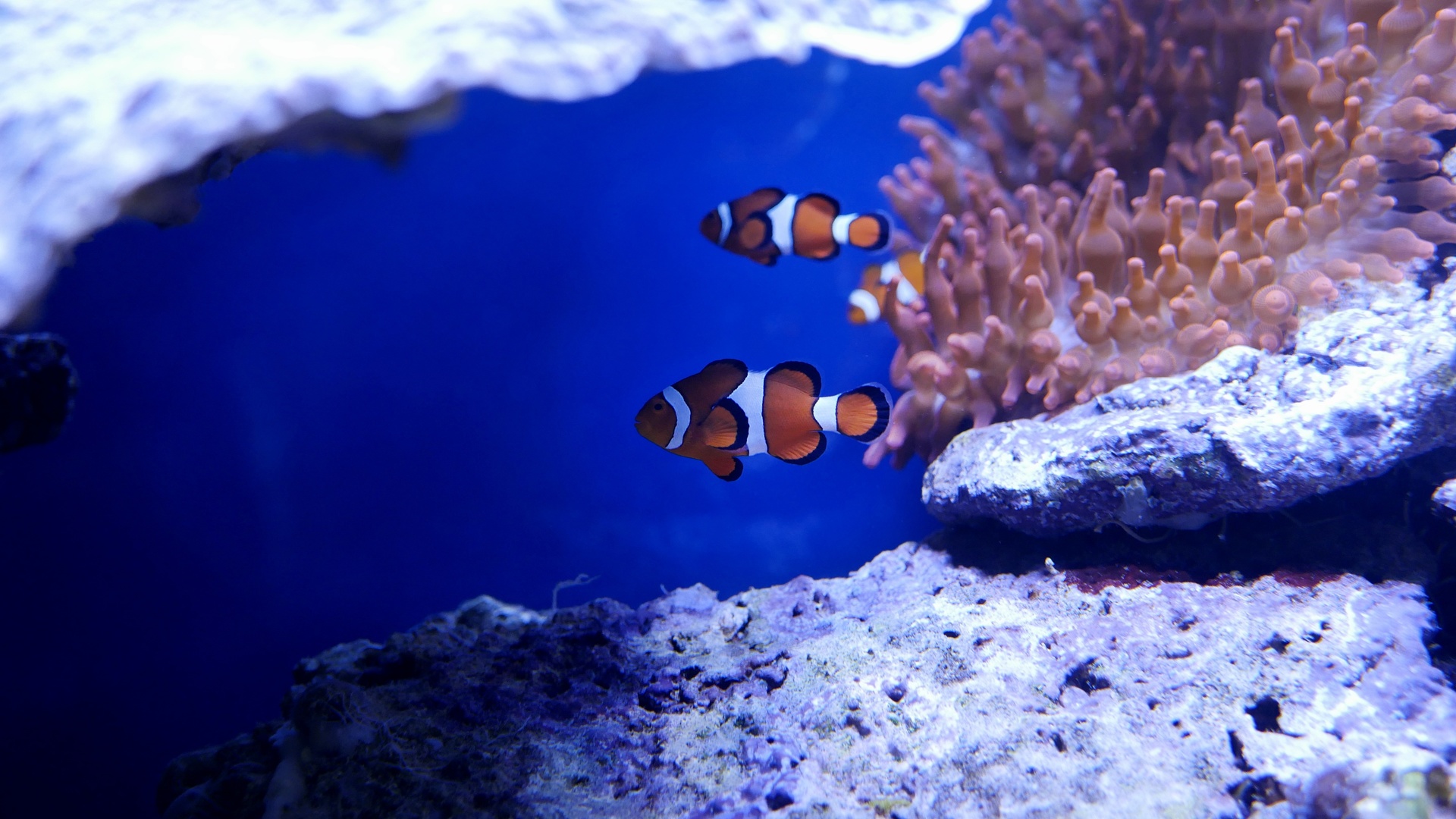 nemo, , , ,  , 