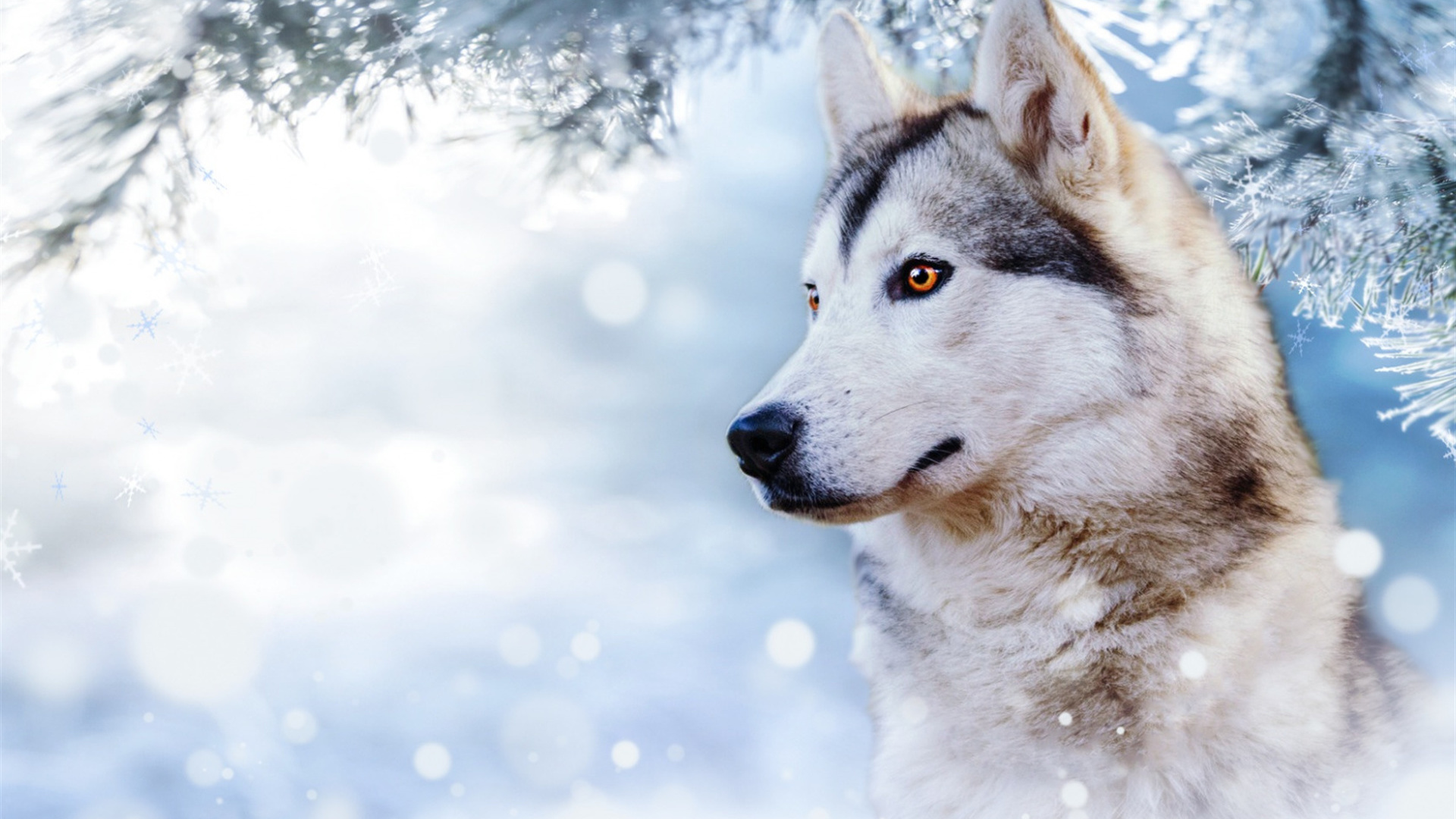 husky, beautiful dog, winter, snow, cute animals, dogs