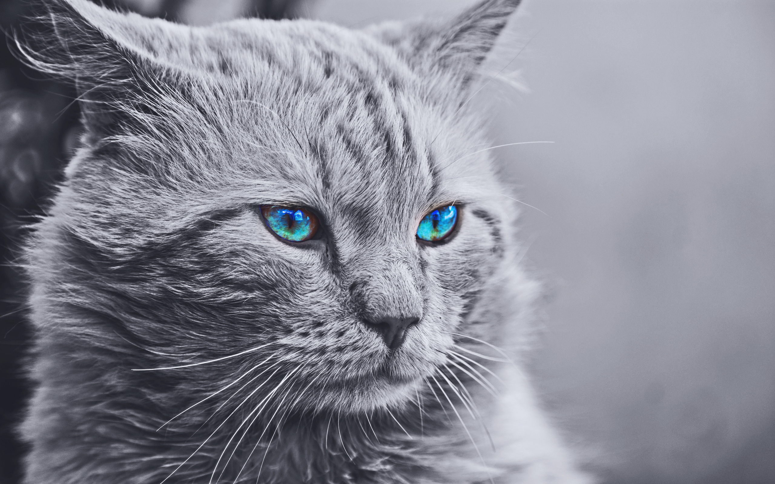 monochrome, cat, with, blue eyes
