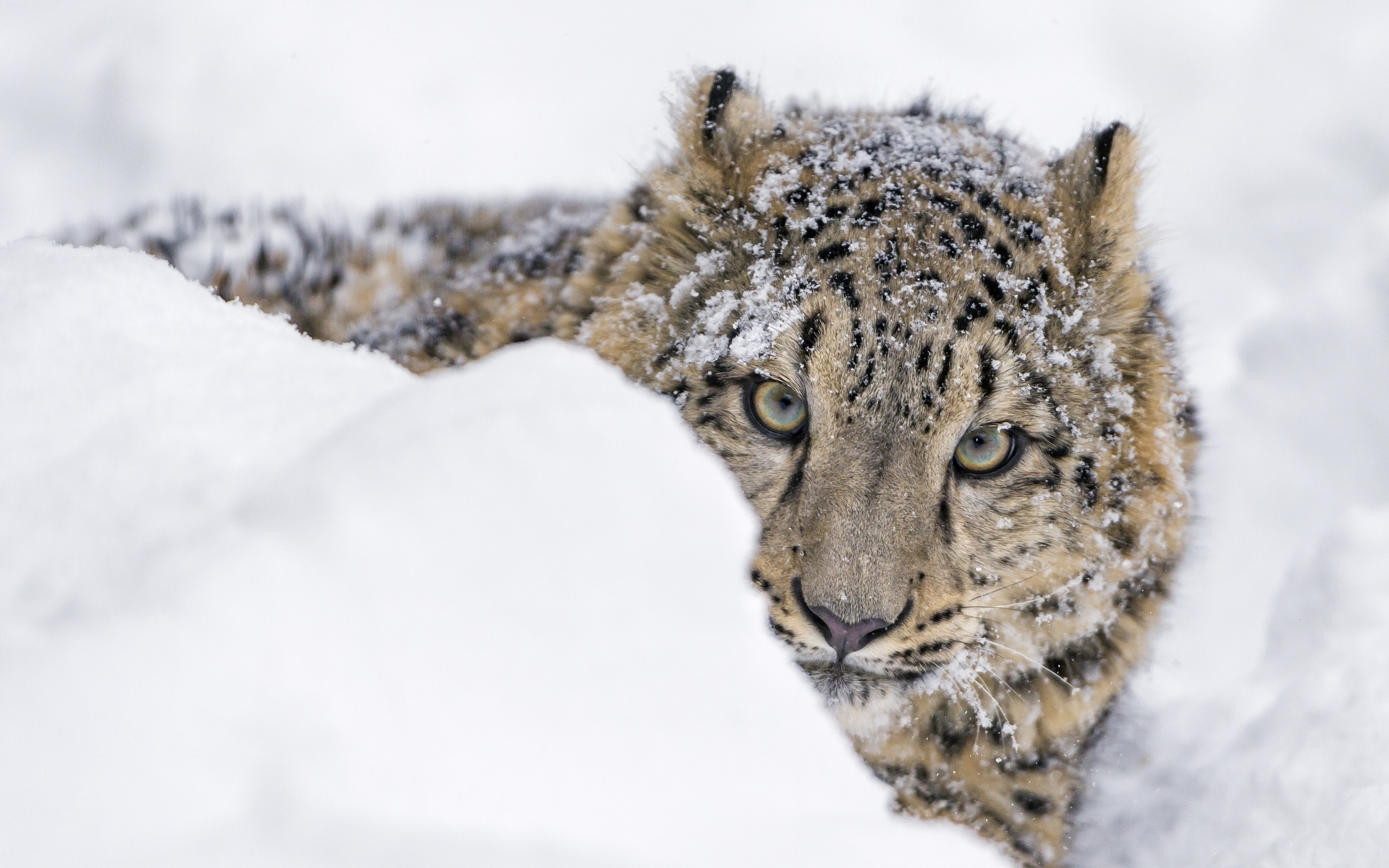  , , snow leopard, irbis, cubs