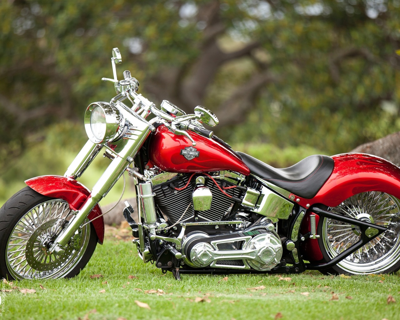 , harley davidson, red, 