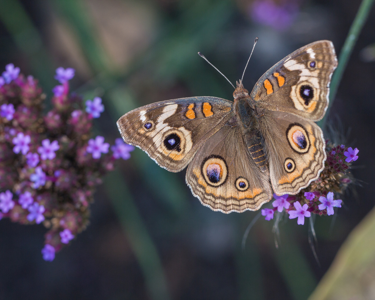 , , common buckeye, , 