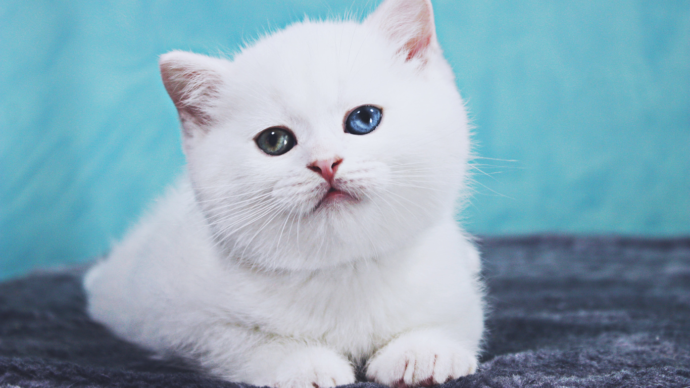 white, british shorthair, cat