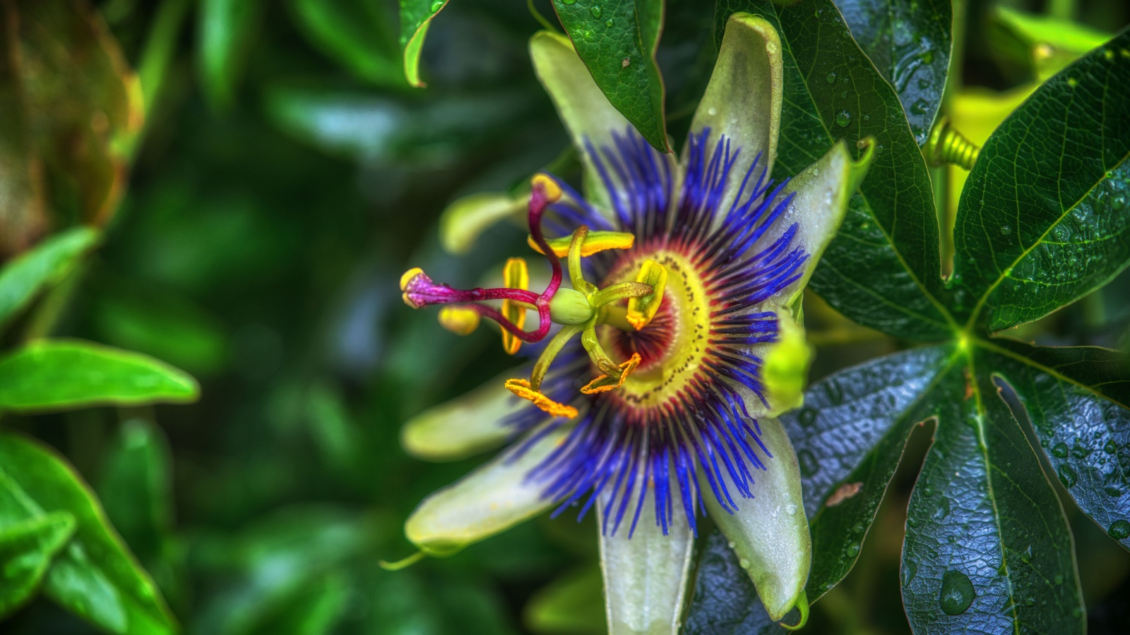 , , passiflora, purple, passion flower, , 