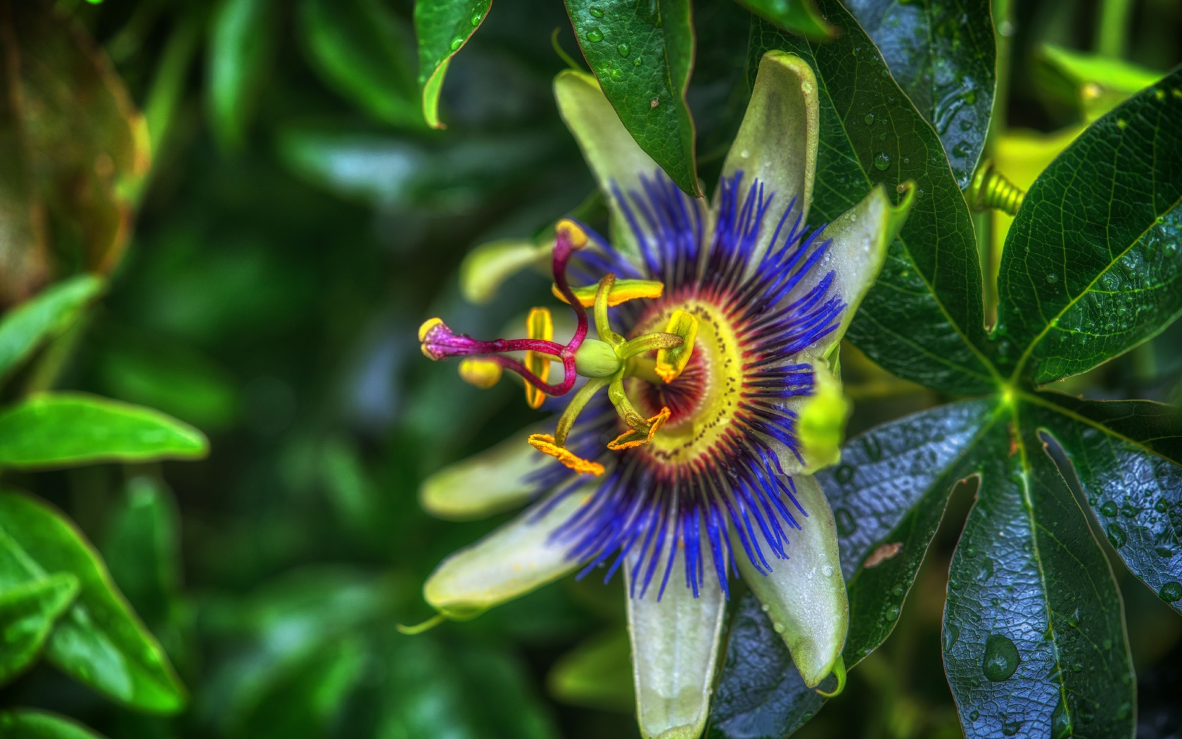 , , passiflora, purple, passion flower, , 