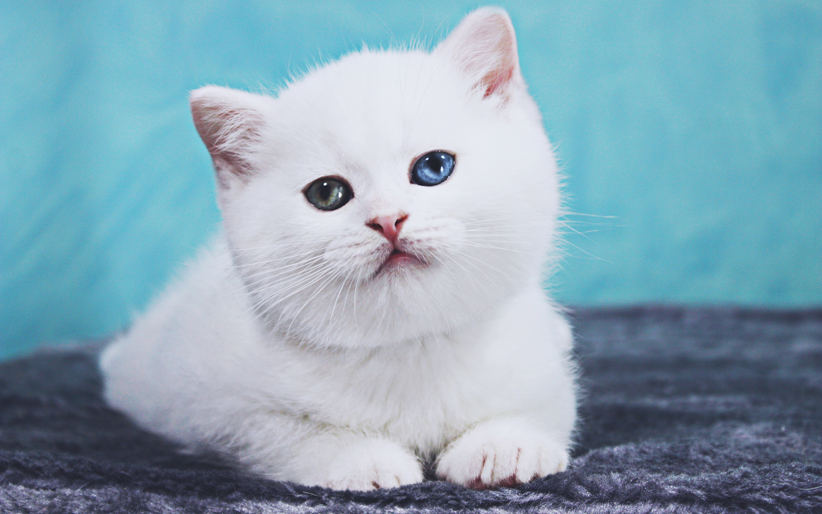 white, british shorthair, cat