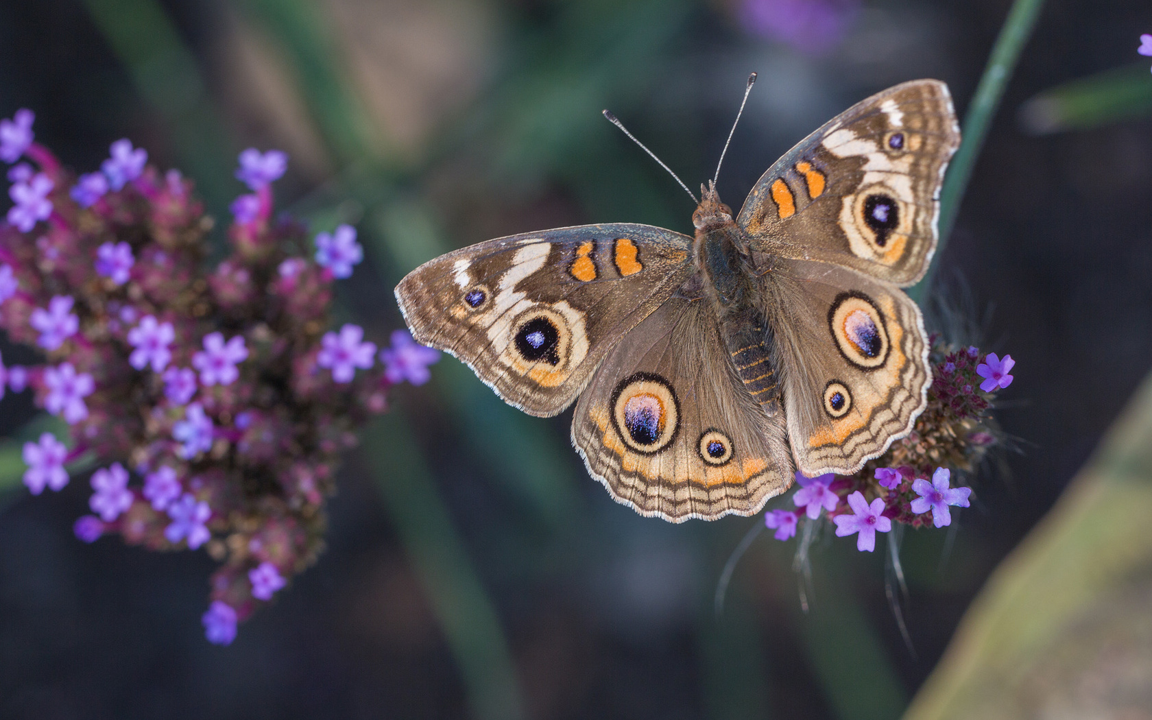 , , common buckeye, , 