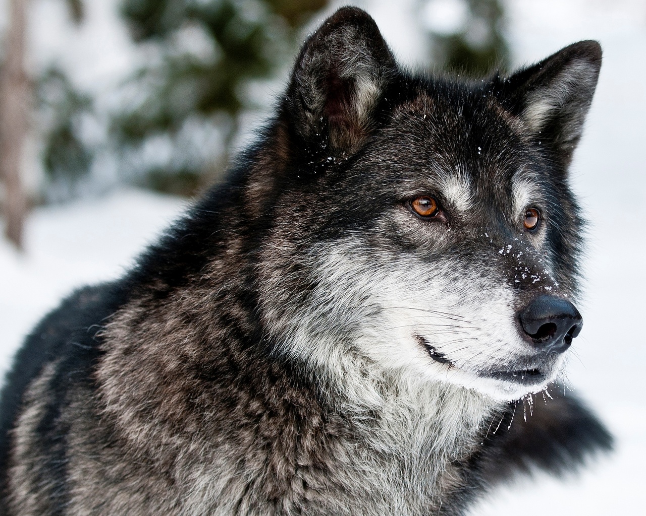 , , , , , , , face, snow, winter, look, grey, predator, wolf