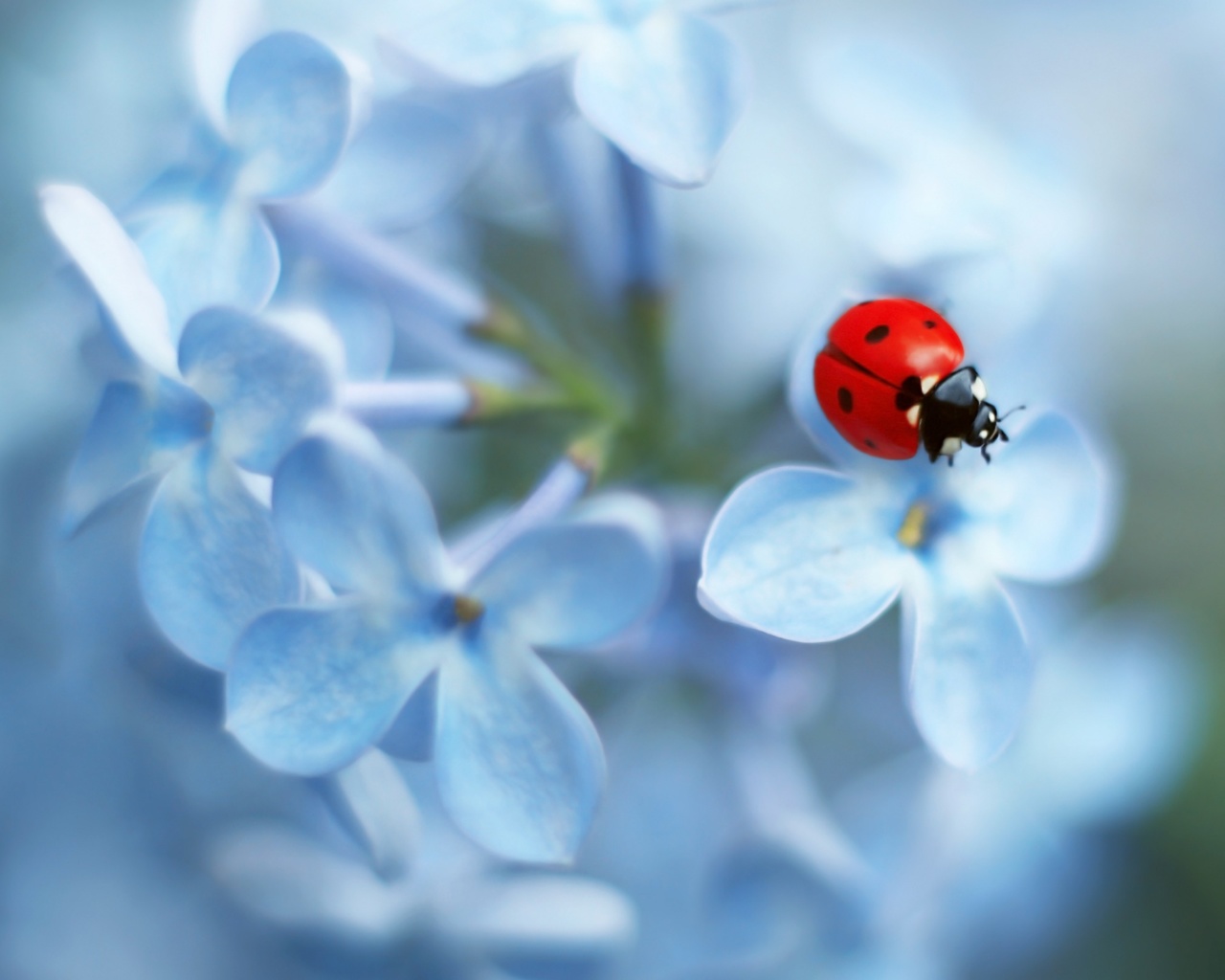  , ladybug flower, , 