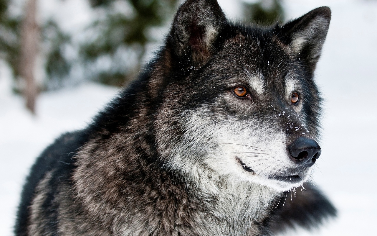 , , , , , , , face, snow, winter, look, grey, predator, wolf