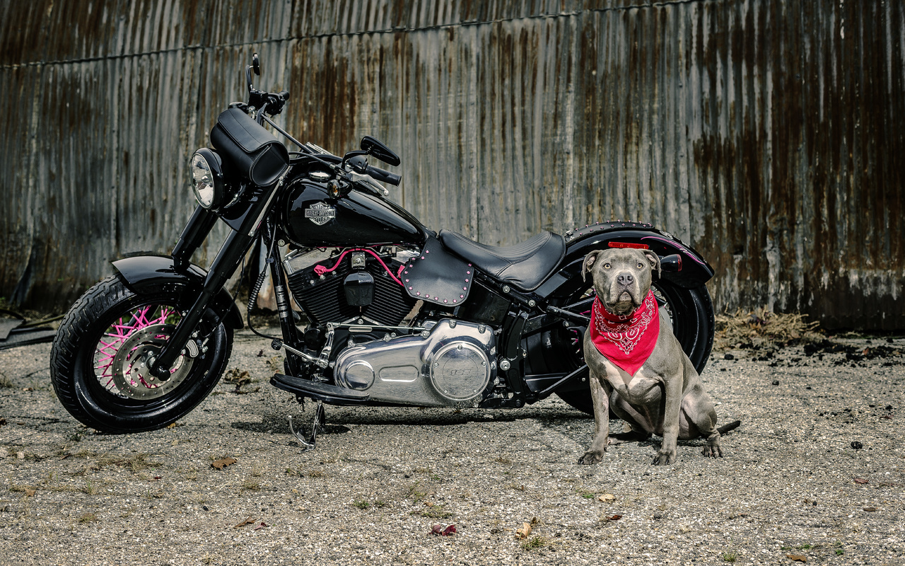 harley davidson, dog, , 