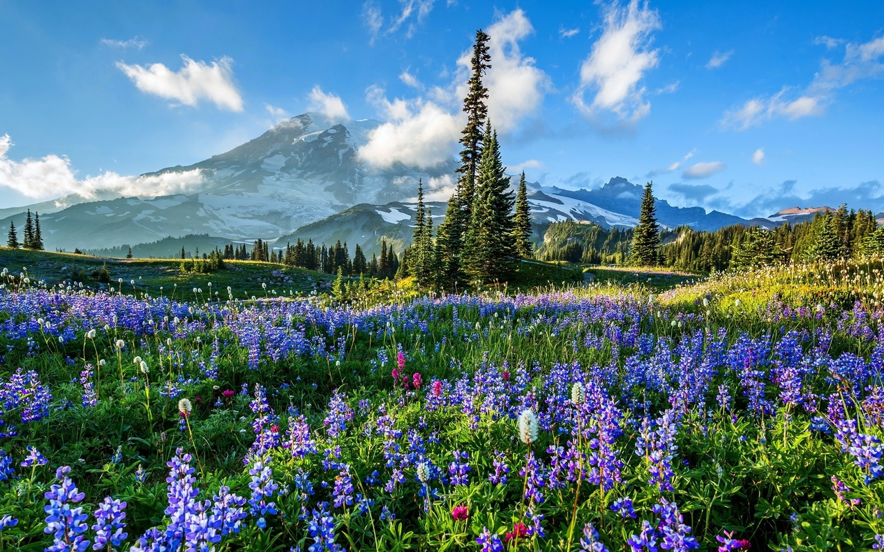 , , , , mount rainier national park, ,   -