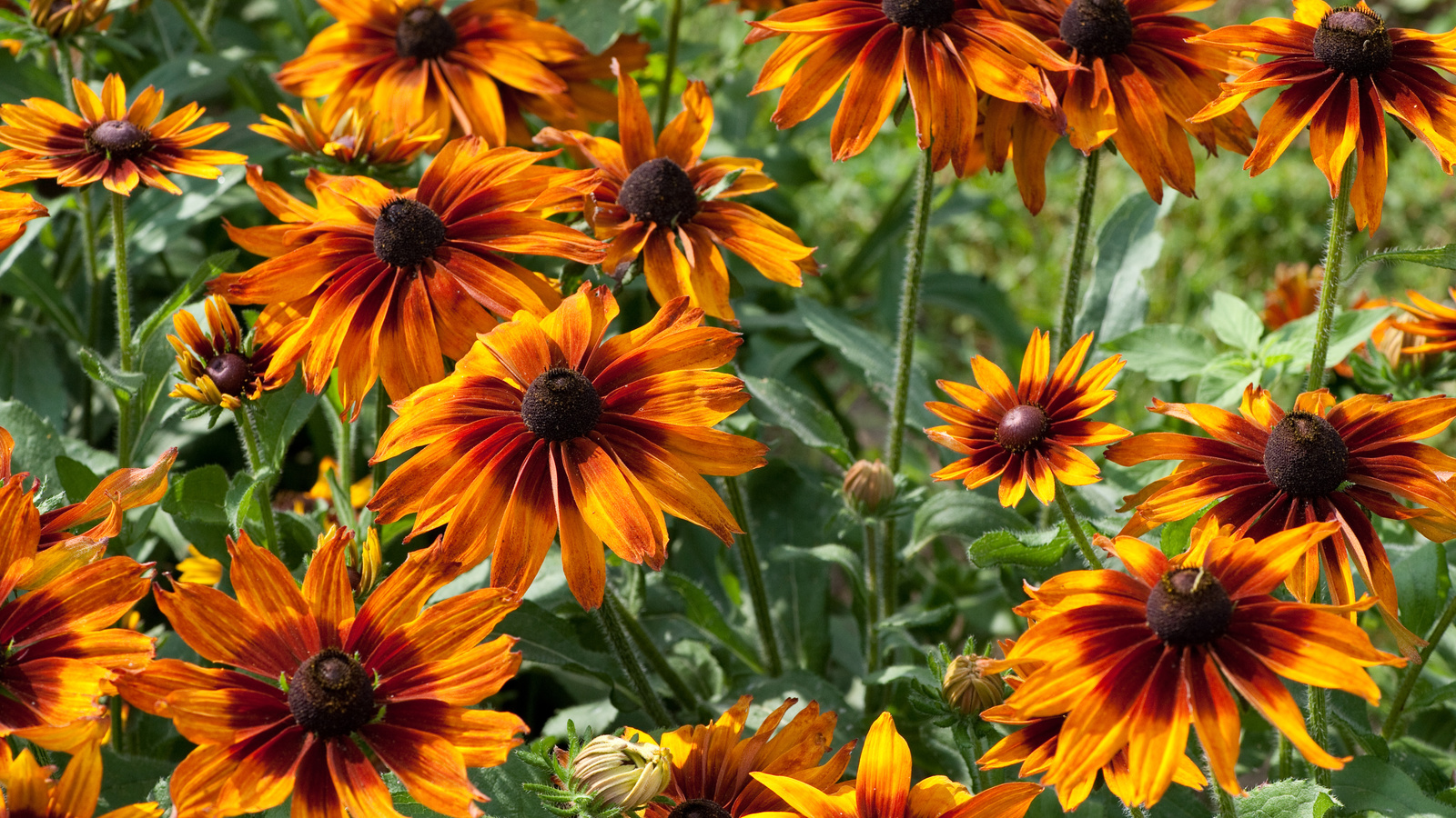 rudbeckia, , 