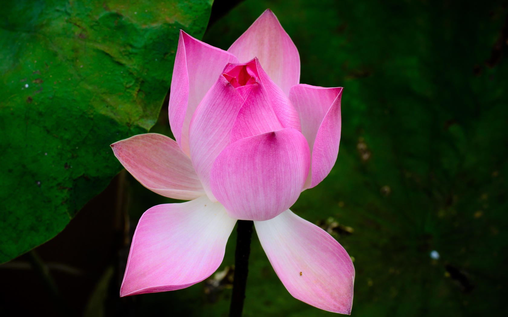   (nelumbo nucifera), , 