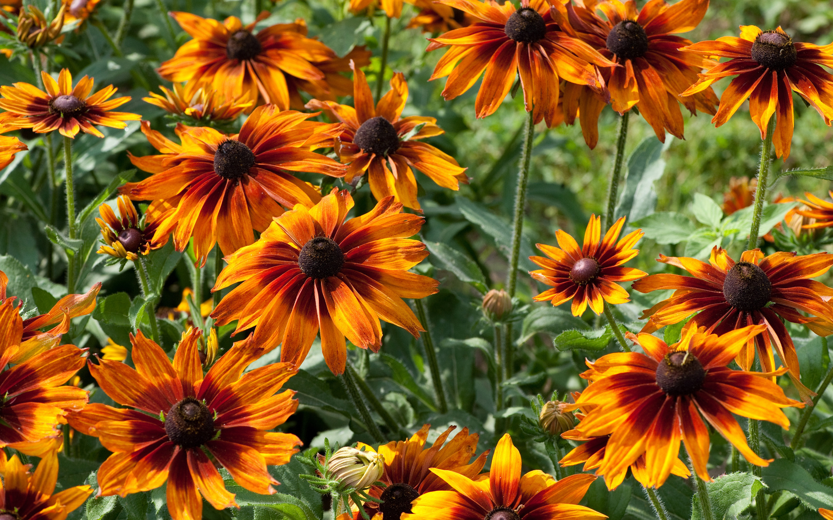 rudbeckia, , 