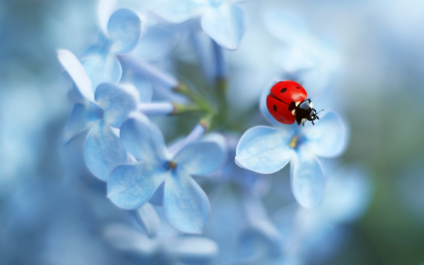  , ladybug flower, , 