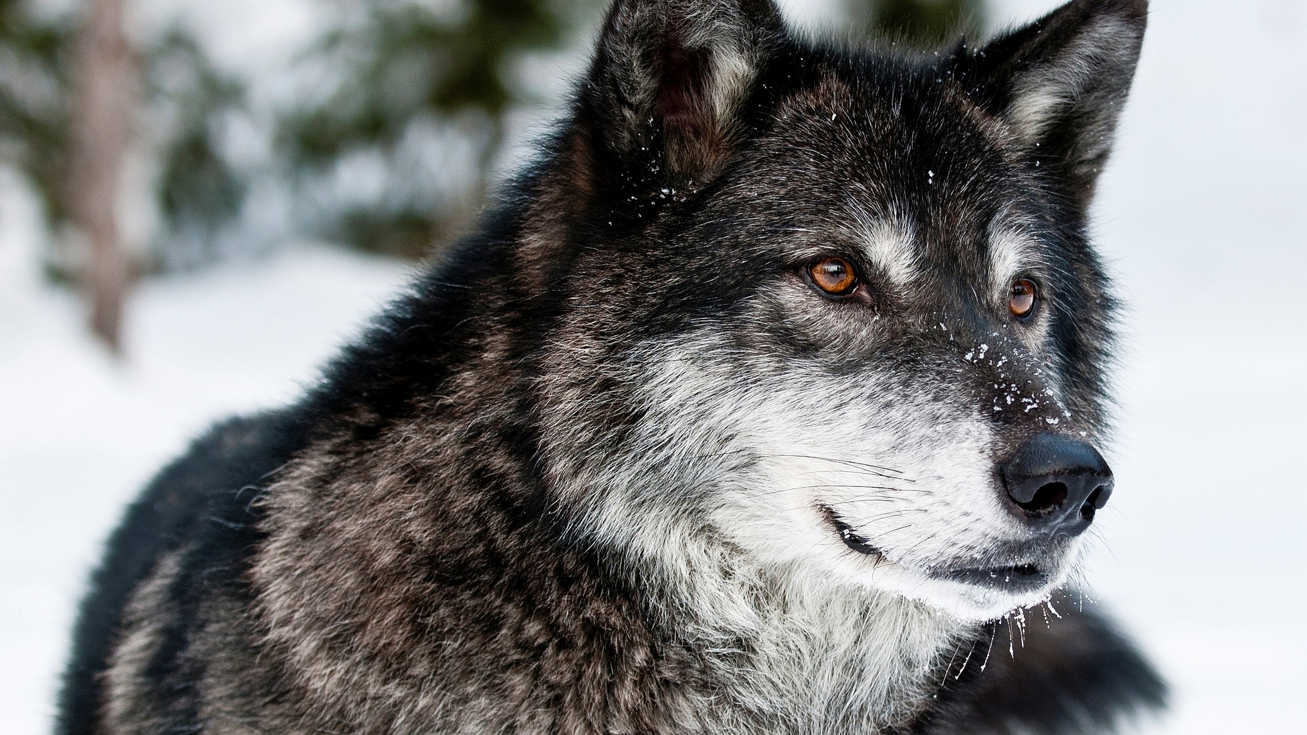 , , , , , , , face, snow, winter, look, grey, predator, wolf
