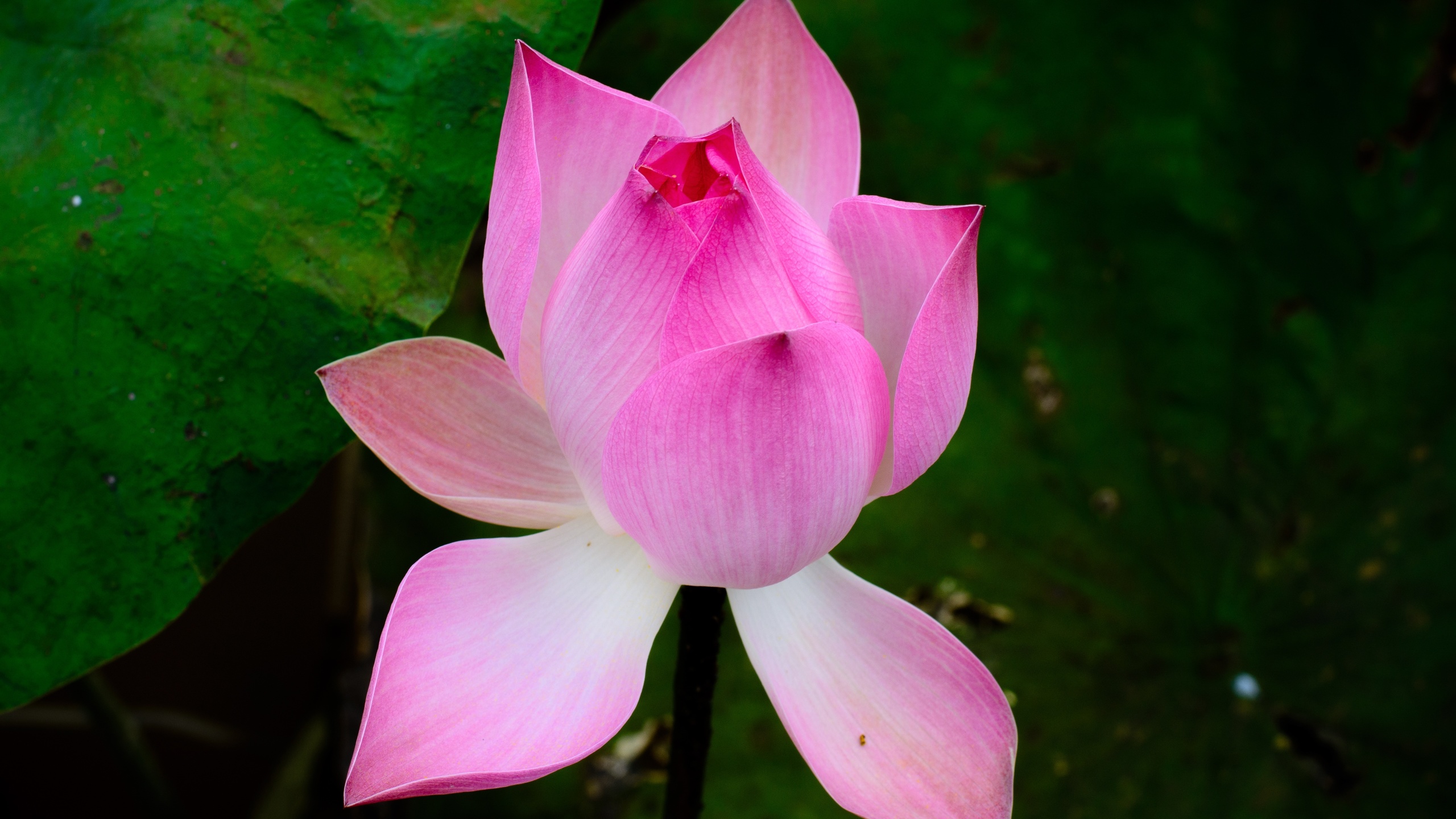   (nelumbo nucifera), , 