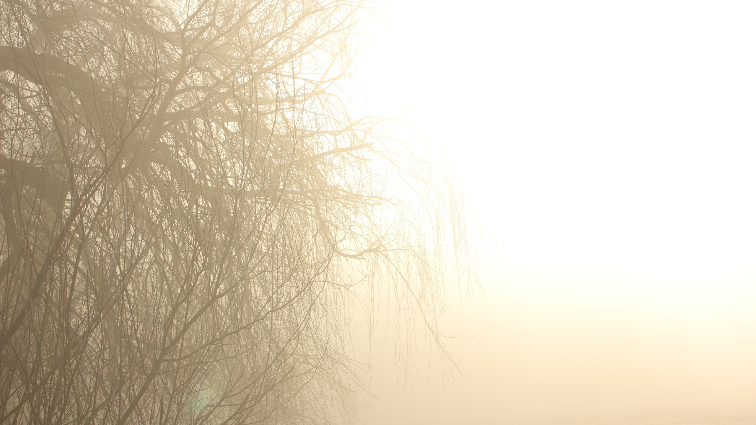 Ветвь туманного дерева. Ветки в тумане. Ветви в тумане. Ветки деревьев в тумане. Ветки в тумане картина.