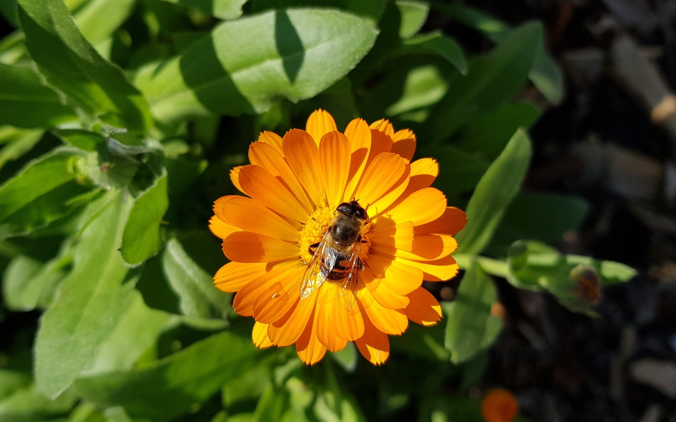 flowers, bees, green, nature, ,,