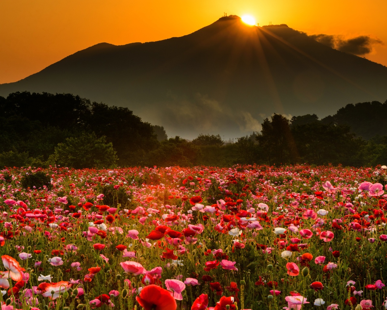 , , , , , , , , , , , , , , ,  , flowers, landscape, trees, fog, the evening, field, mountains, mountain, the sun, maki