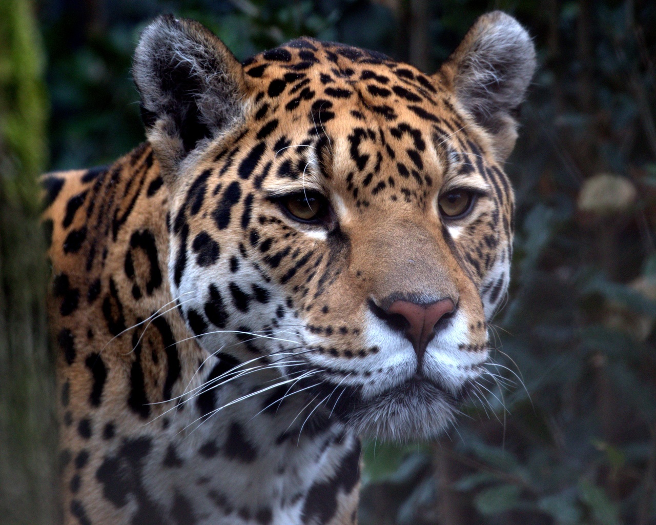 , , , ,  , look, predator, jaguar, zoo, big cat