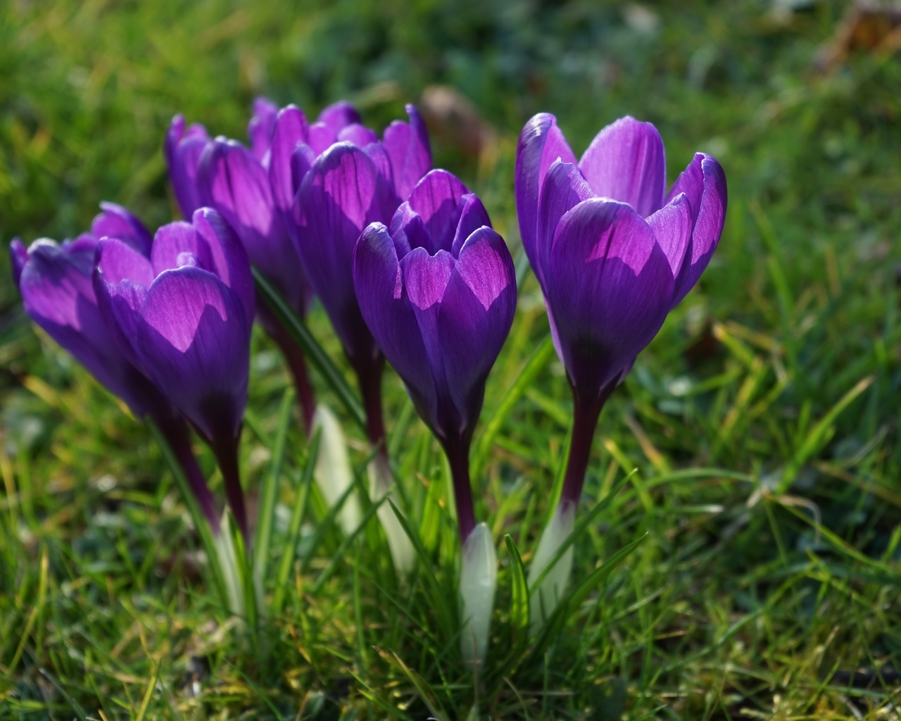 , , , , , , flowers, grass, petals, spring, stems, crocuses