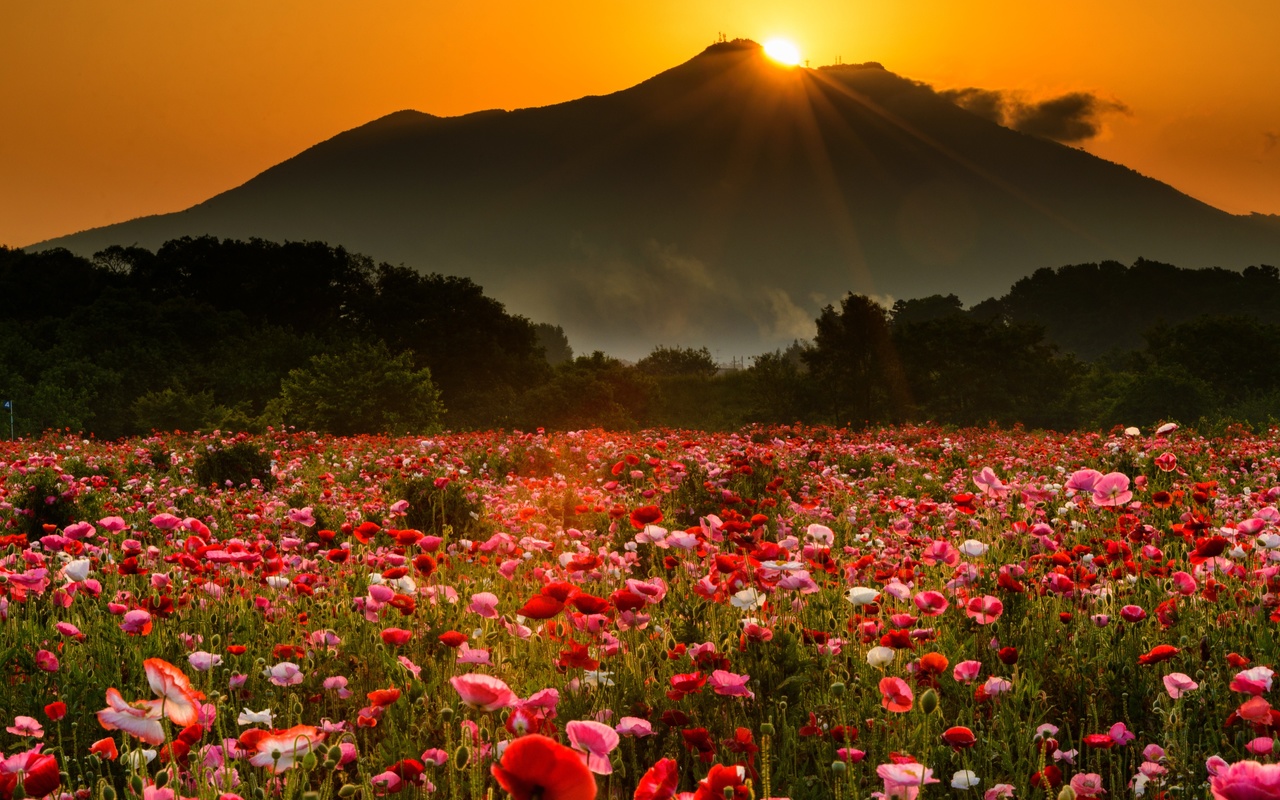 , , , , , , , , , , , , , , ,  , flowers, landscape, trees, fog, the evening, field, mountains, mountain, the sun, maki