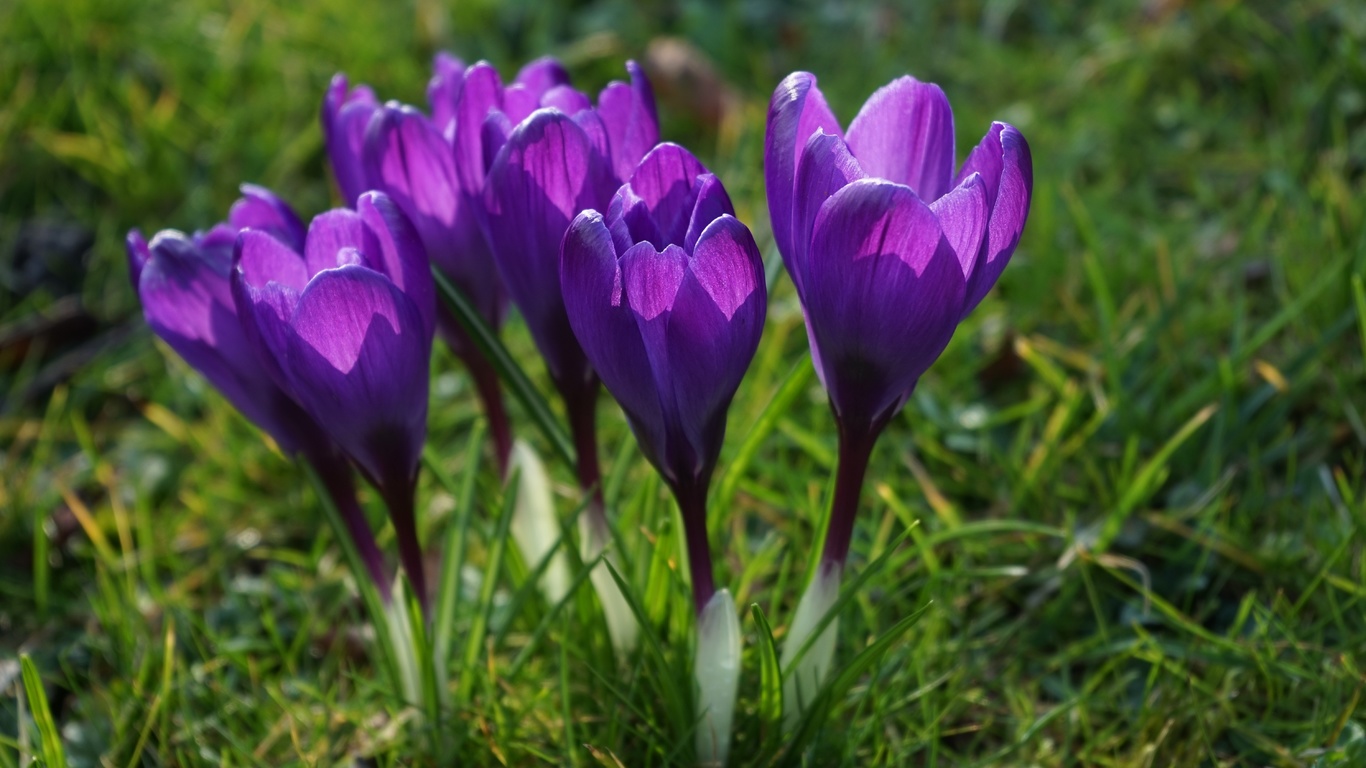 , , , , , , flowers, grass, petals, spring, stems, crocuses