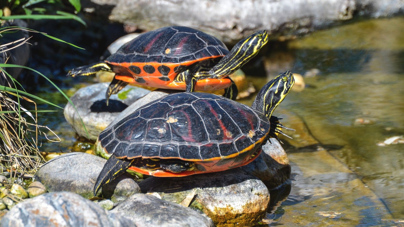 , , , , , , , , water, stones, animals, pond, pair, turtles, reptiles