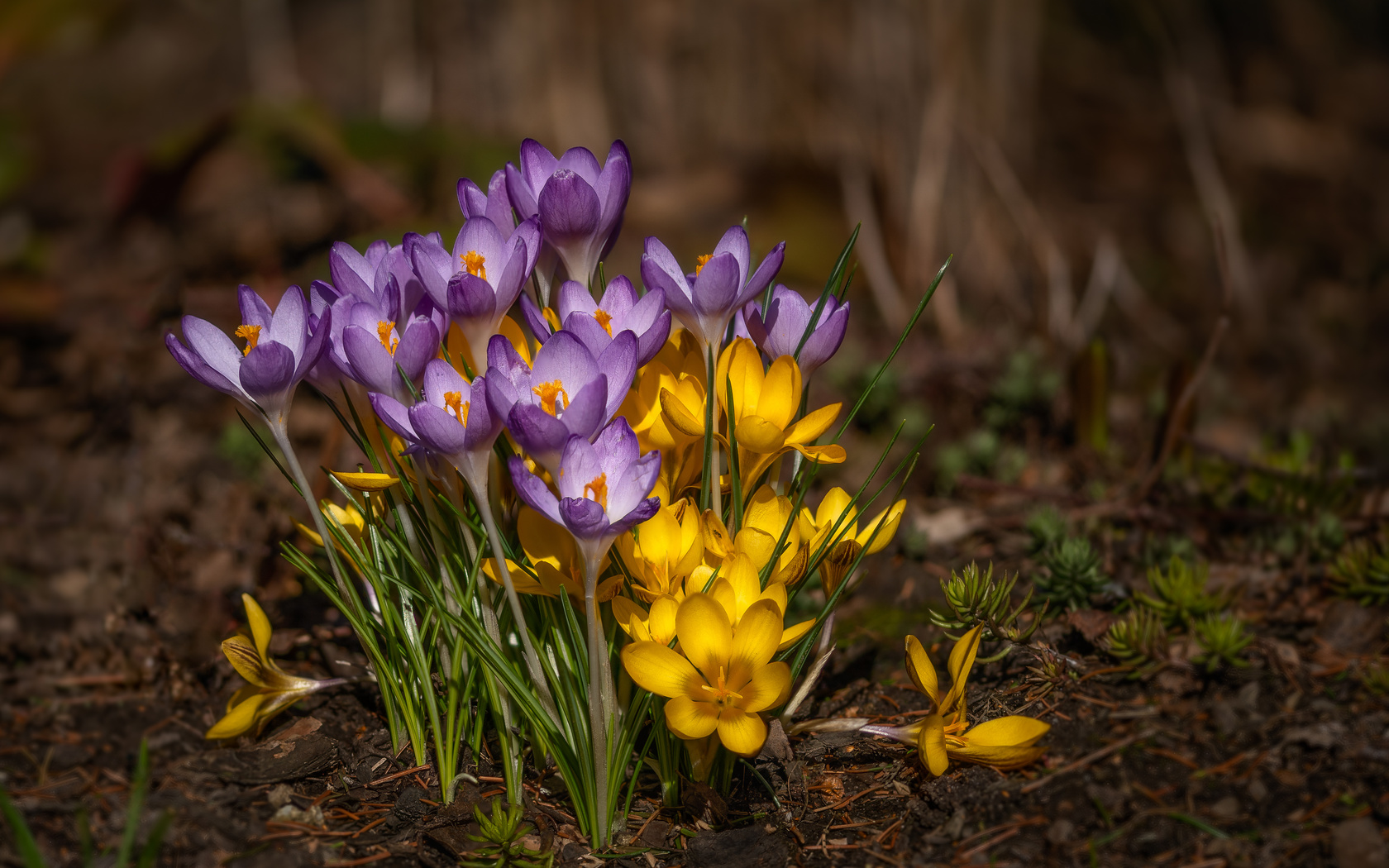 krokus, crocus, , , , , , 