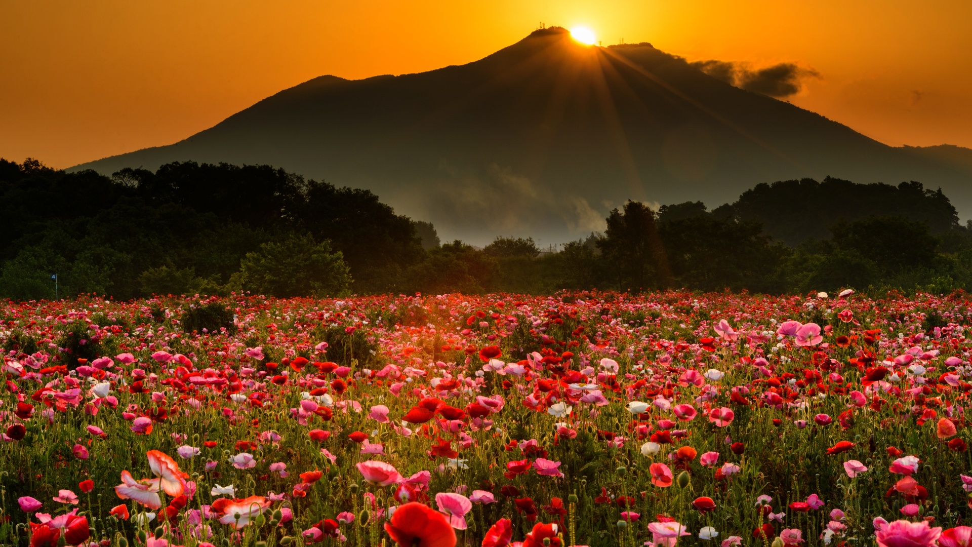 , , , , , , , , , , , , , , ,  , flowers, landscape, trees, fog, the evening, field, mountains, mountain, the sun, maki