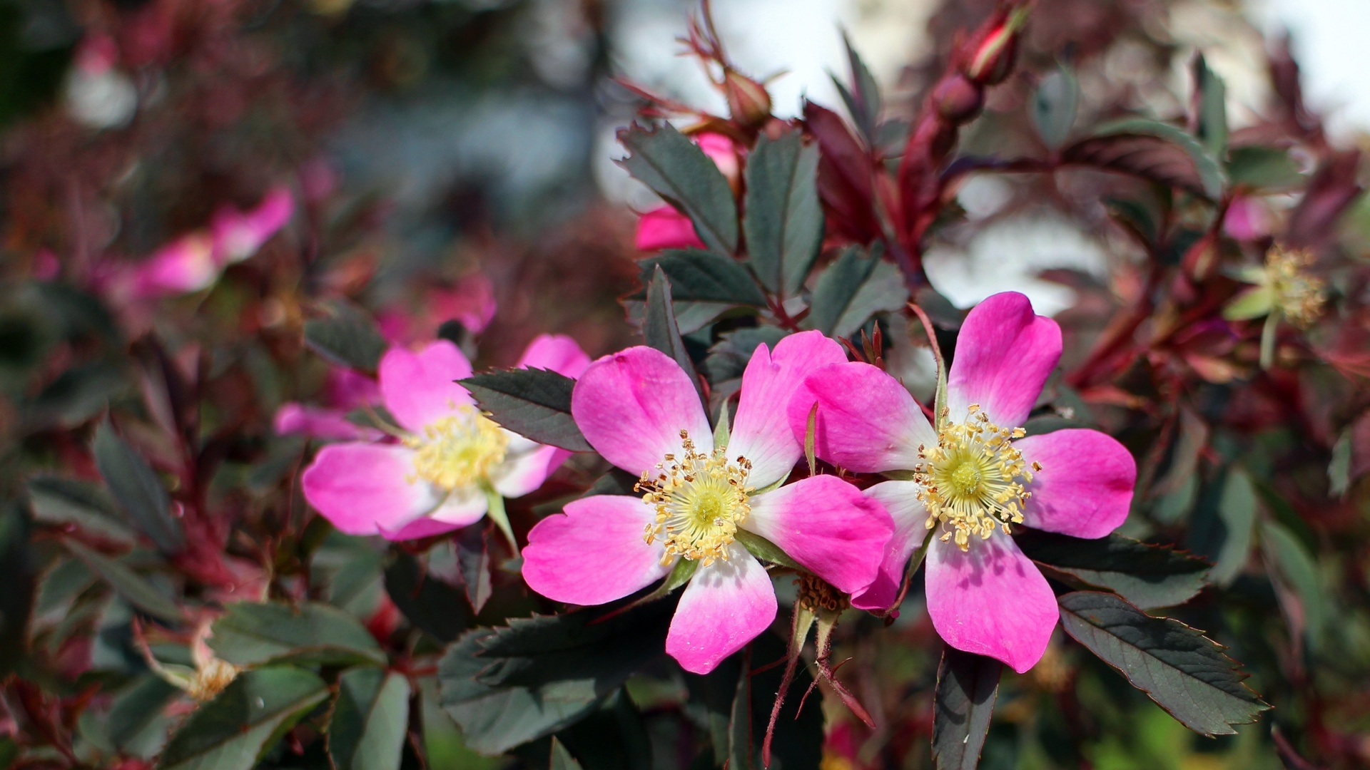 , , , , , flowers, petals, briar, pink, bush