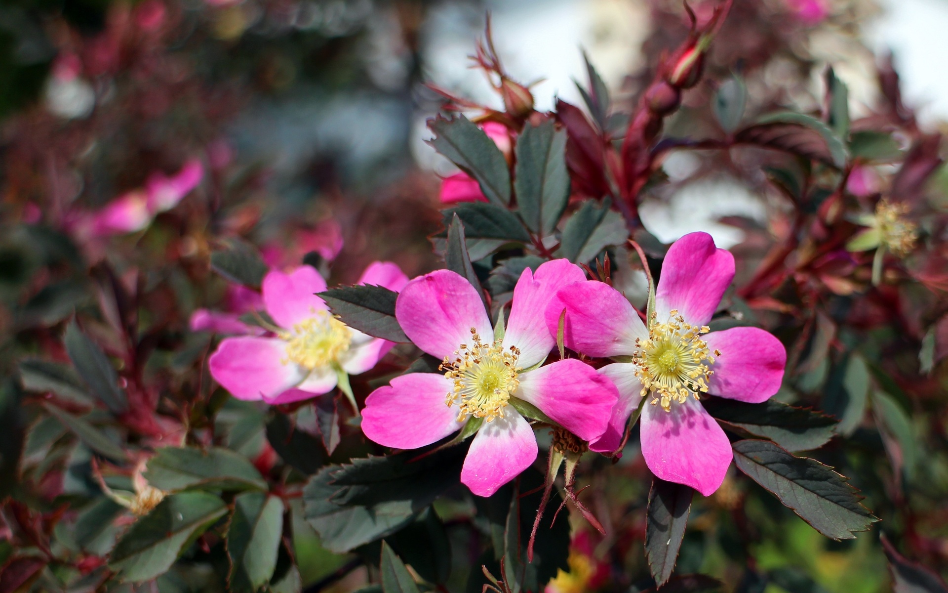 , , , , , flowers, petals, briar, pink, bush