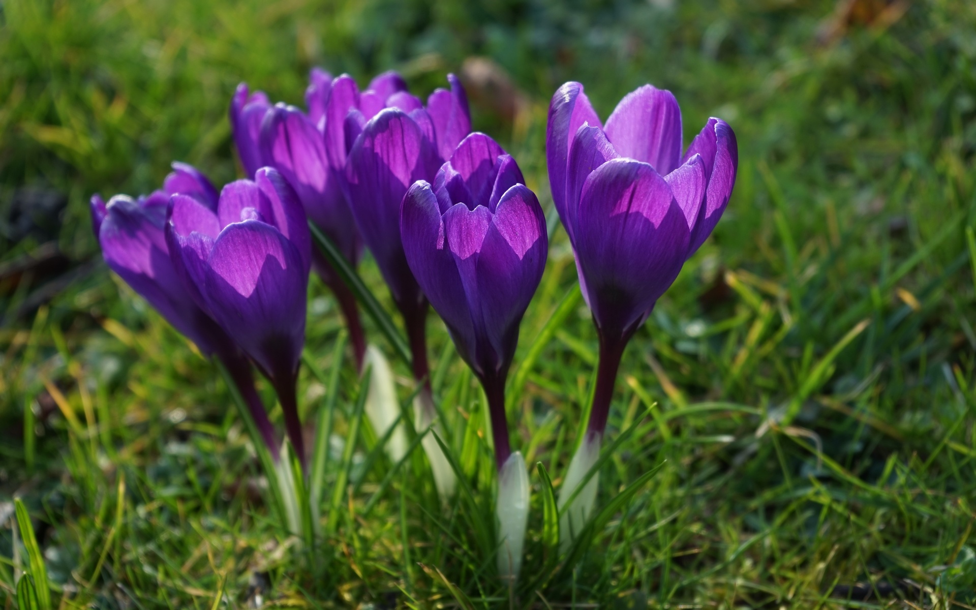 , , , , , , flowers, grass, petals, spring, stems, crocuses