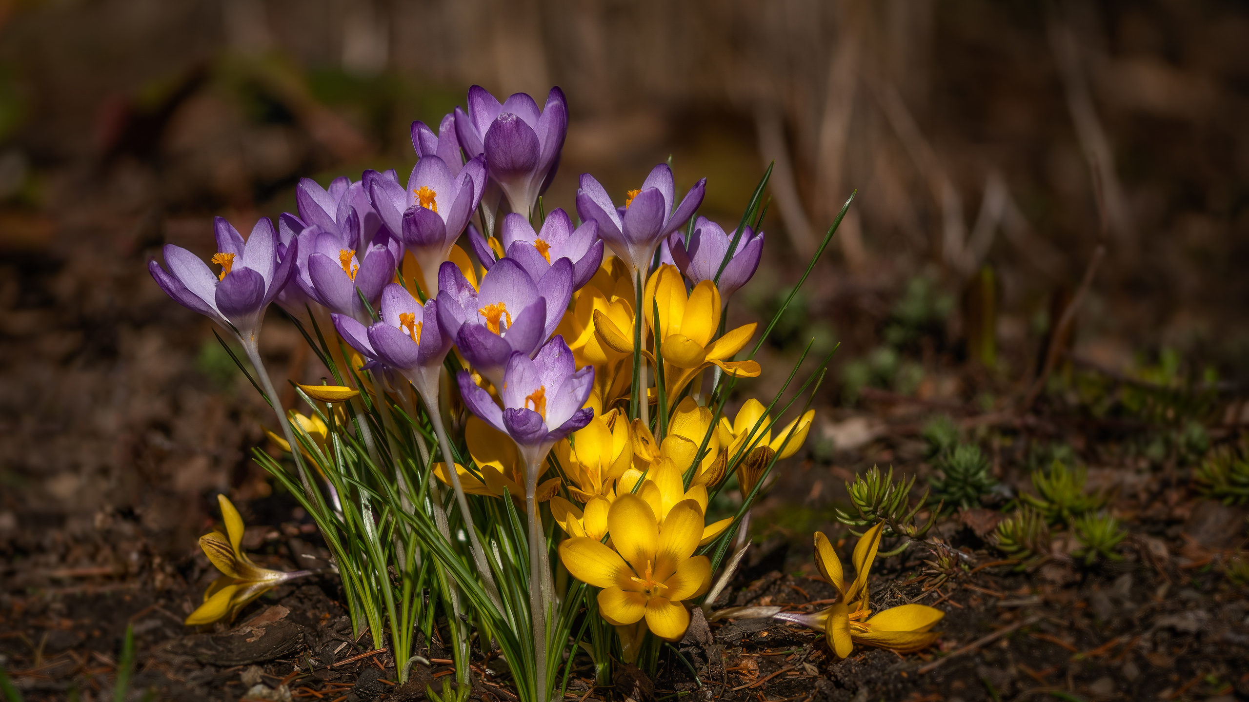 krokus, crocus, , , , , , 