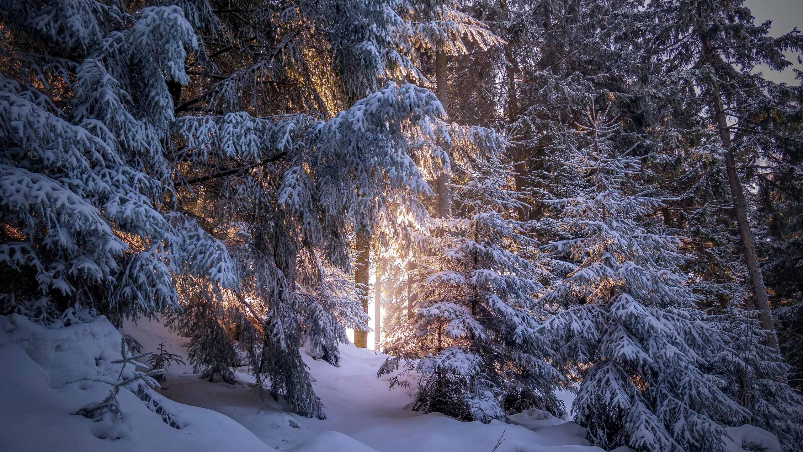 forest, snow, winter, sunlight