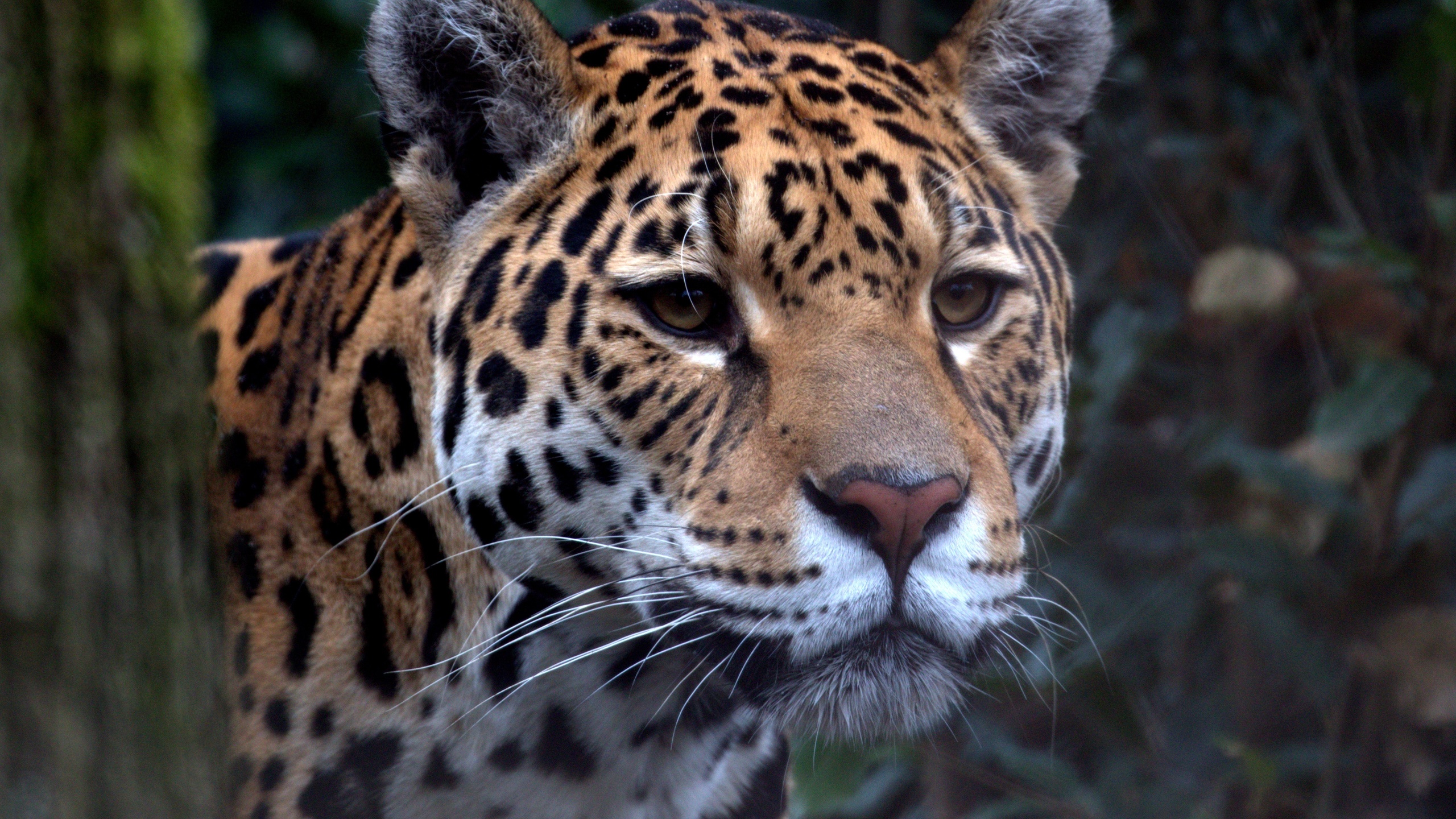 , , , ,  , look, predator, jaguar, zoo, big cat