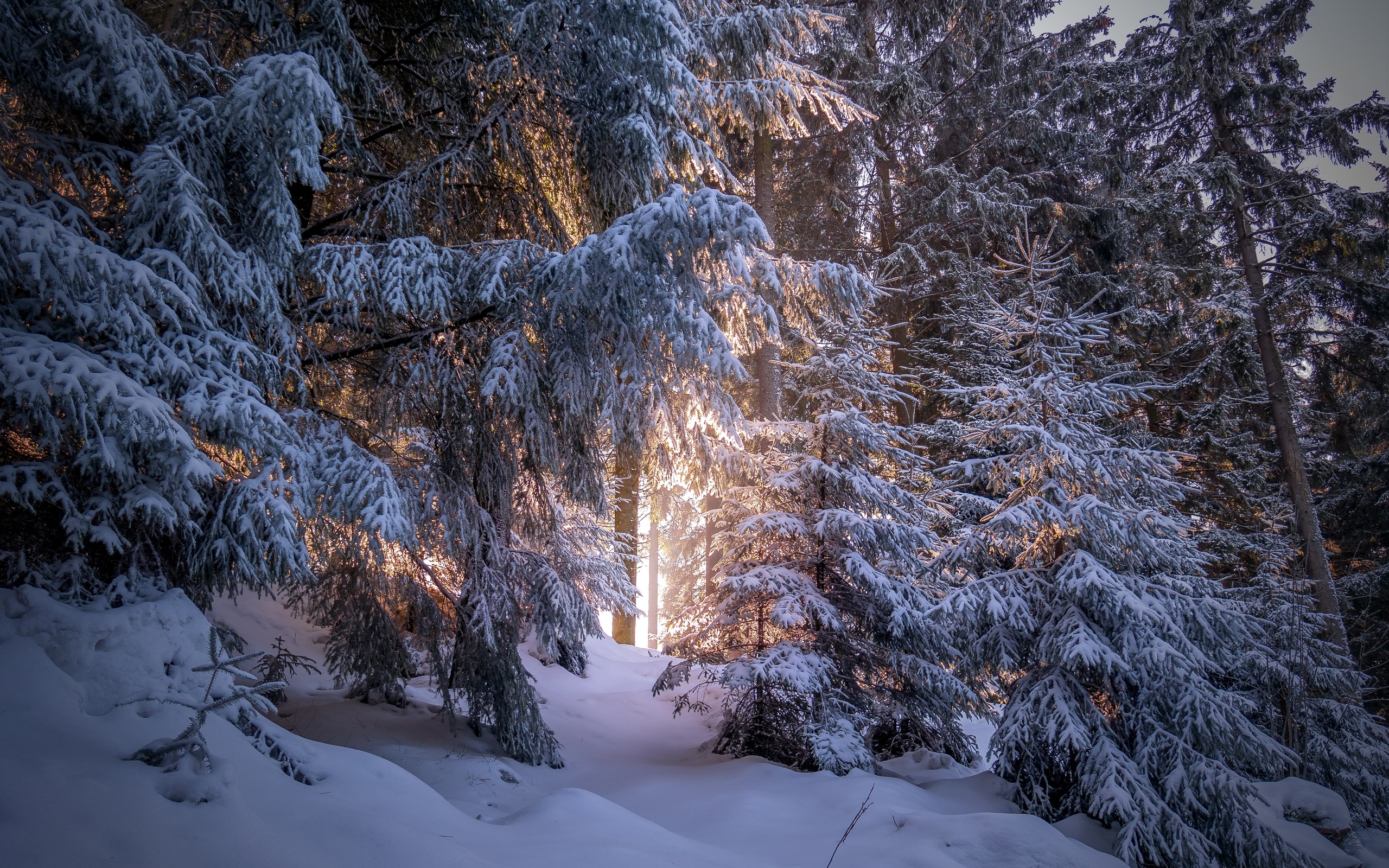 forest, snow, winter, sunlight