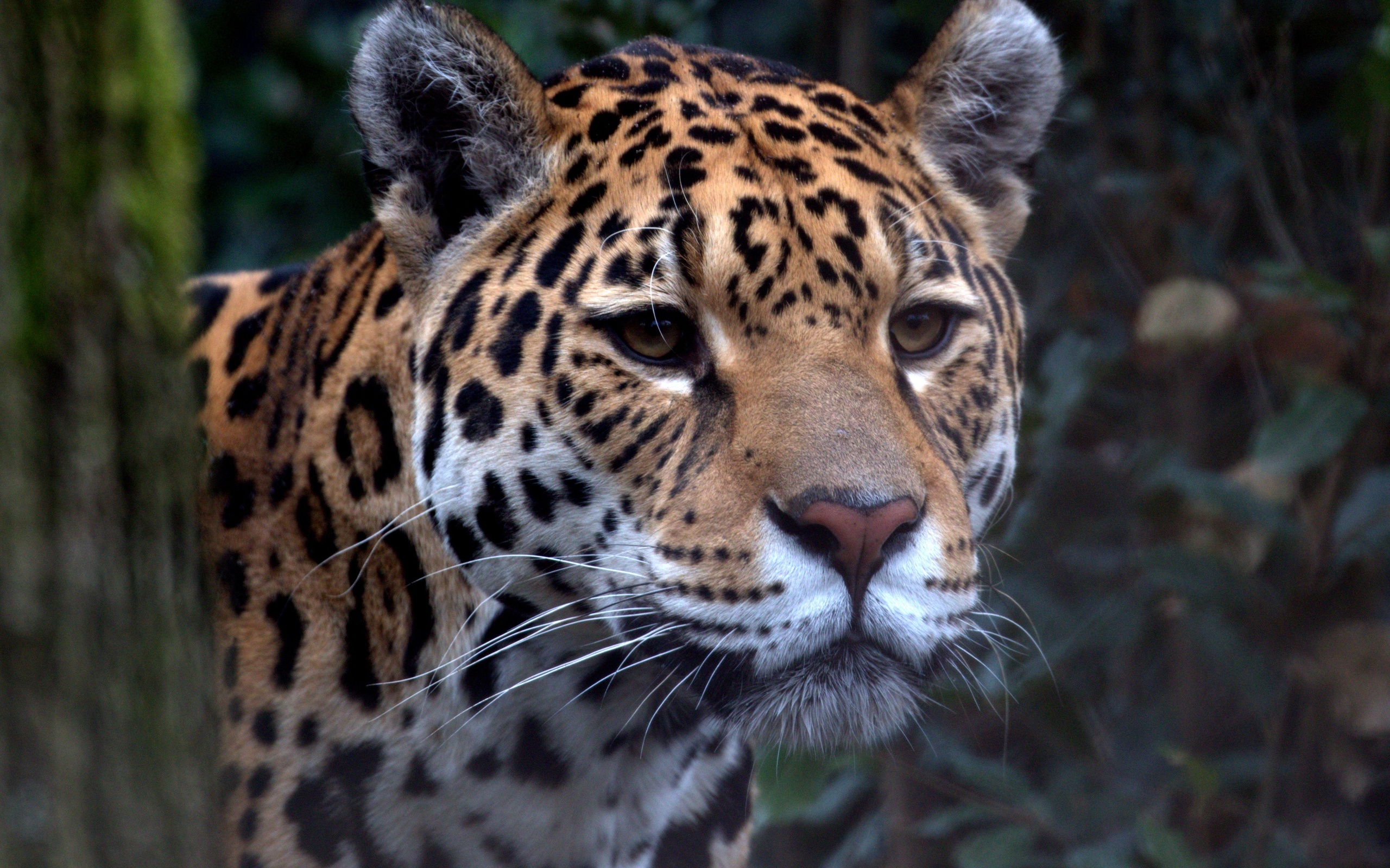 , , , ,  , look, predator, jaguar, zoo, big cat