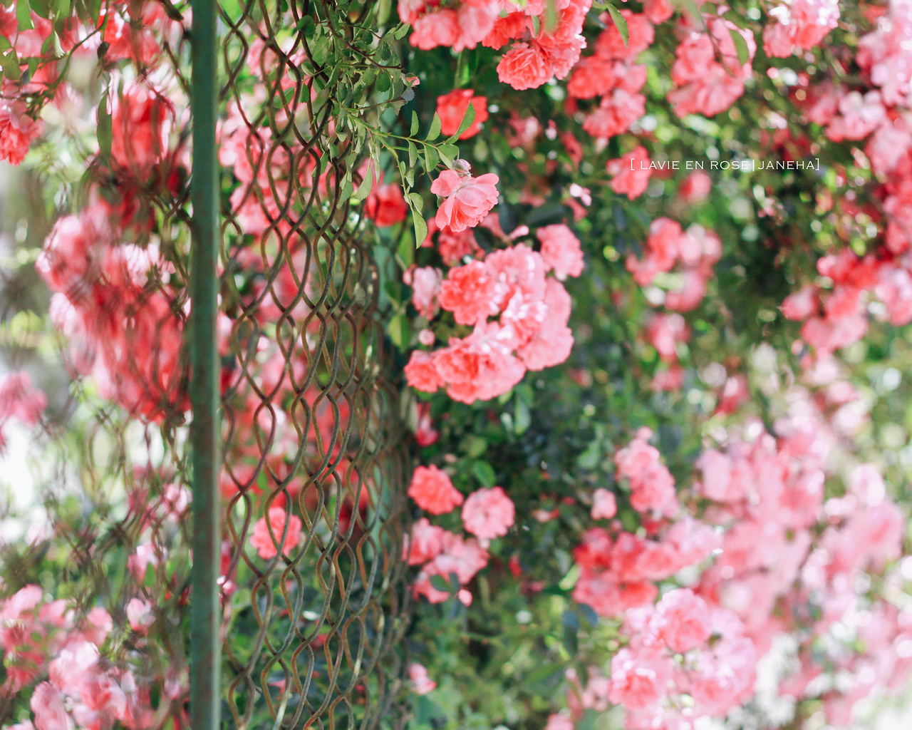 , , , , , , jane ha, flowers, roses, the fence, garden, mesh, bush