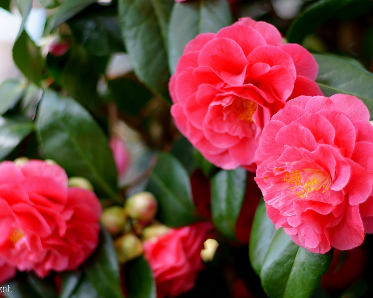 , , , , , , , flowering, leaves, petals, bud, tenderness, pink, camellia