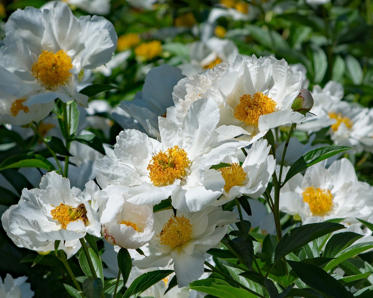 , , , , , , , , flowers, flowering, leaves, petals, bud, white, peony, peonies