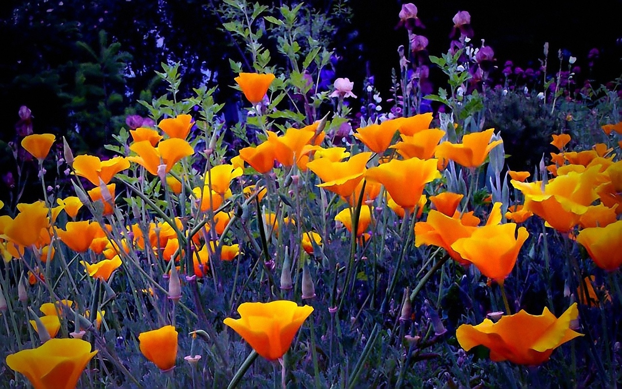 flowers bright orange garden, herbs, evening-