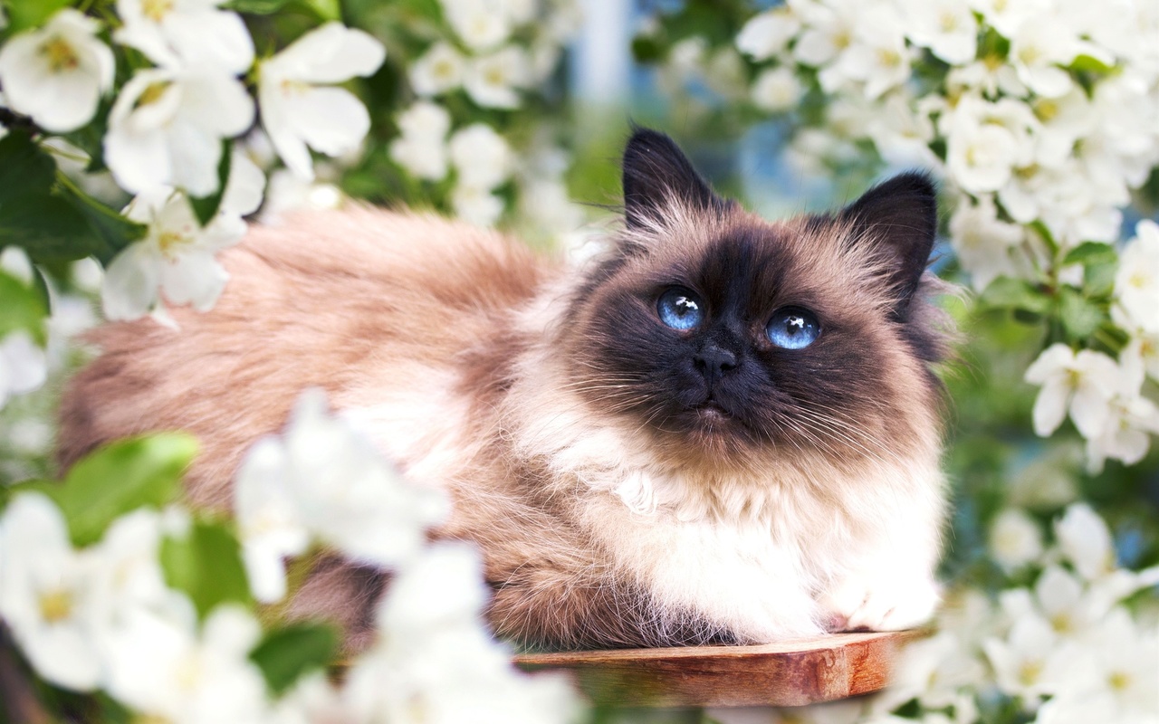 пушистый кот, голубые глаза, белые цветы, весна