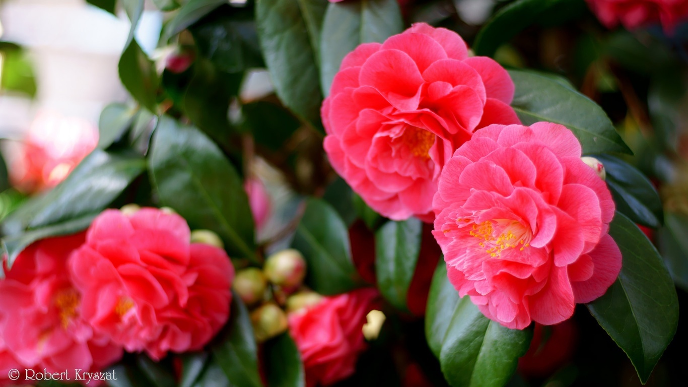 , , , , , , , flowering, leaves, petals, bud, tenderness, pink, camellia