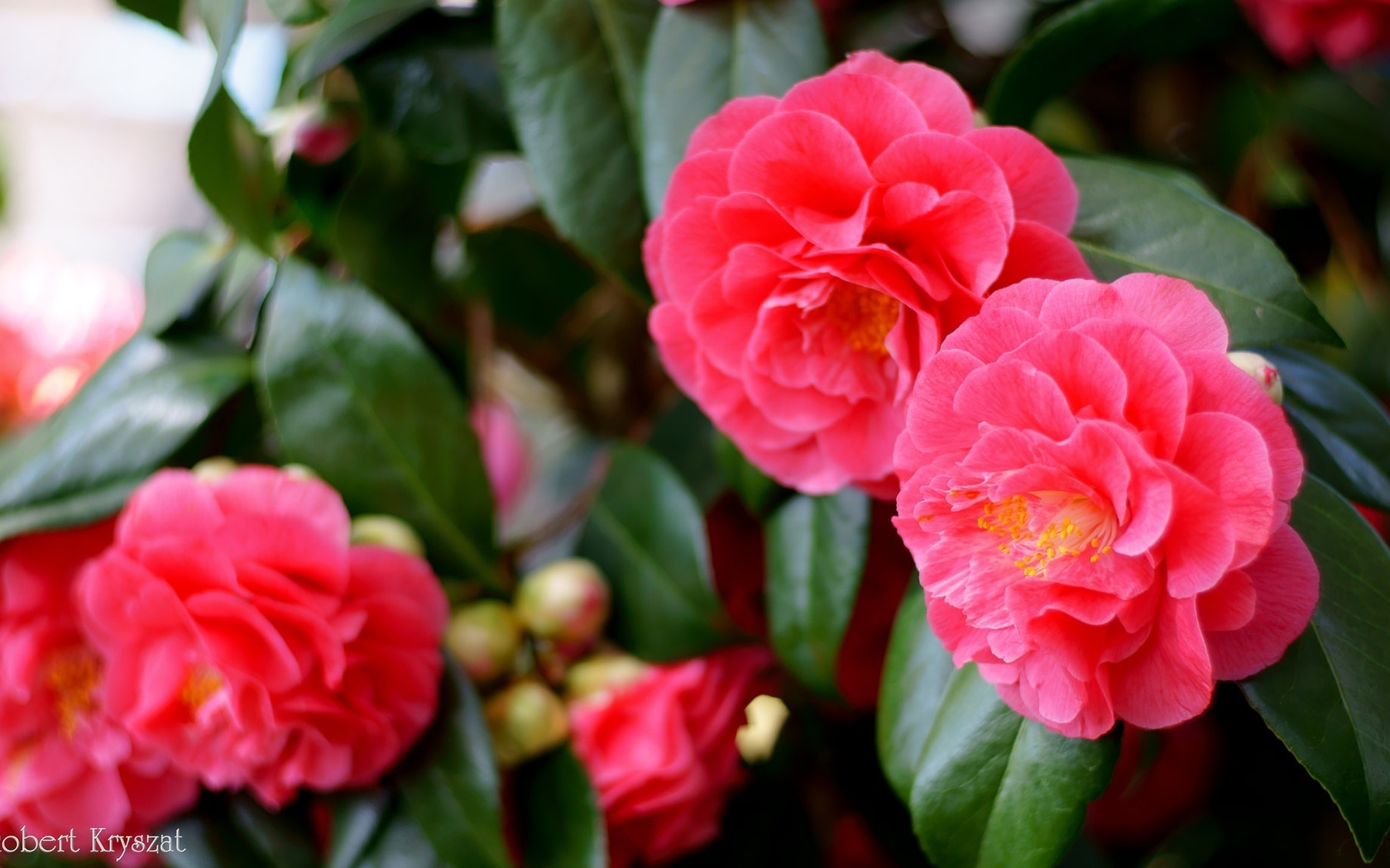 , , , , , , , flowering, leaves, petals, bud, tenderness, pink, camellia