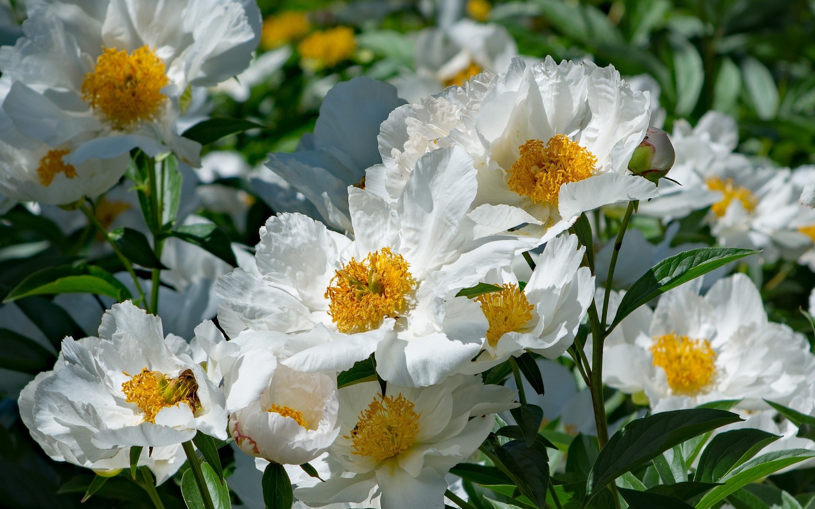 , , , , , , , , flowers, flowering, leaves, petals, bud, white, peony, peonies