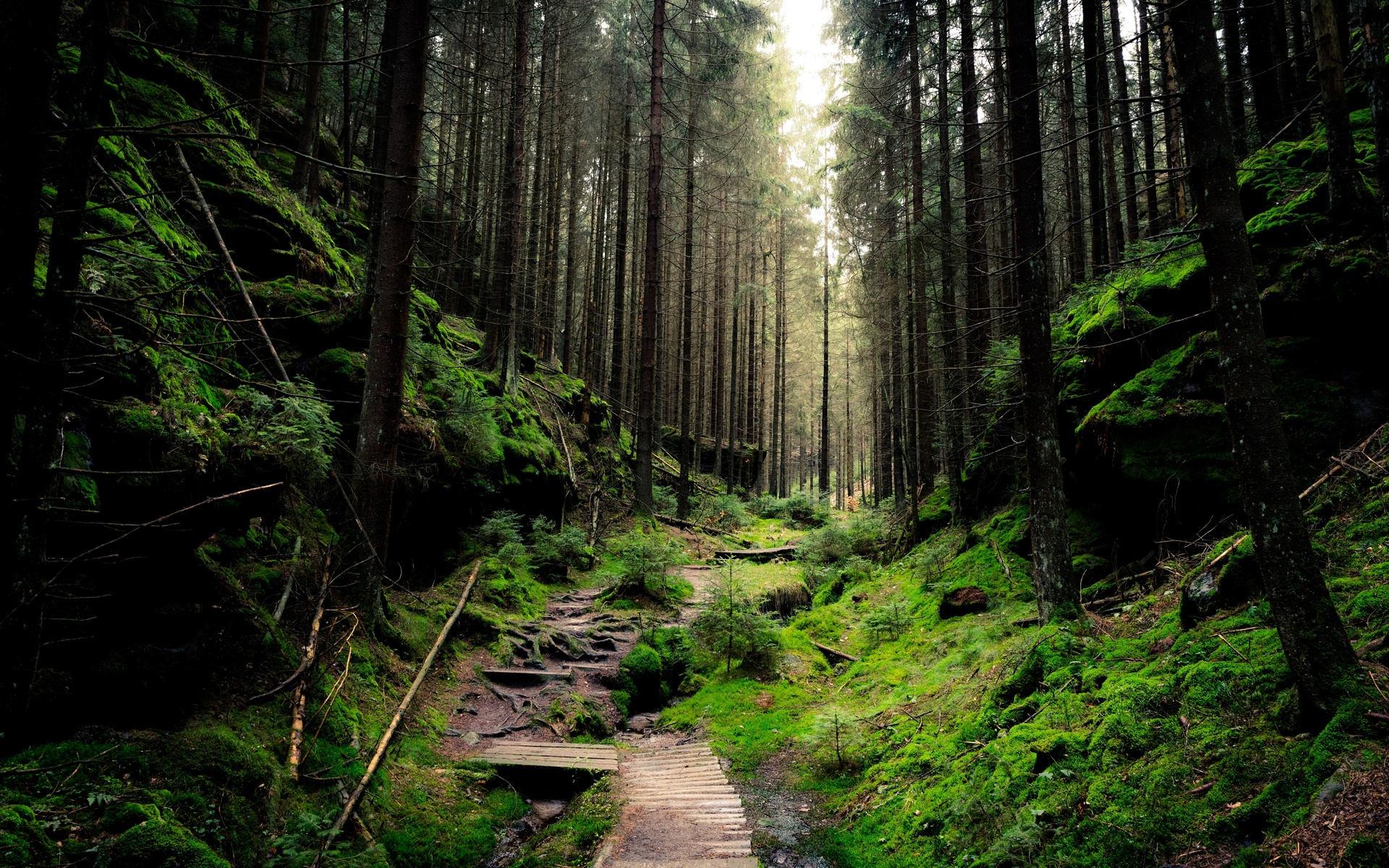 saxon, switzerland, national park, forest, green, path, foliage